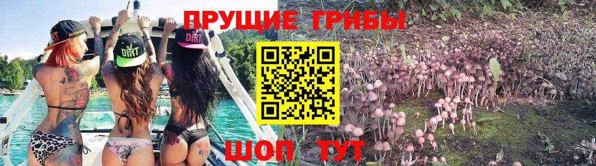 где купить наркотик  Галлюциногенные грибы GOLDEN TEACHER  Вход с VPN  Минусинск  Галлюциногенные грибы ЛСД 